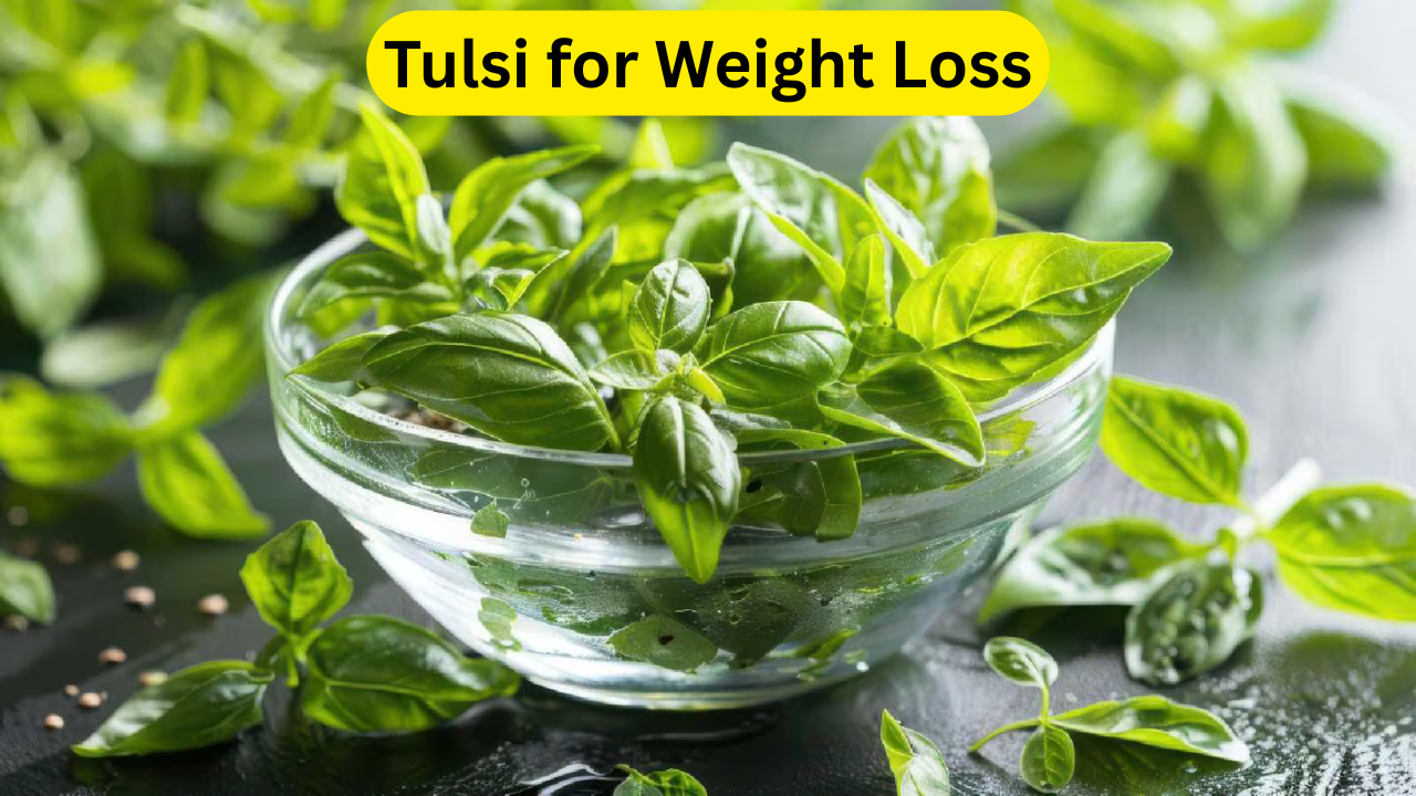 Tulsi for Weight Loss